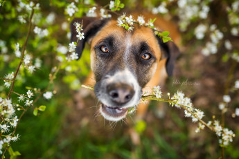 Картинка животные собаки собака взгляд друг