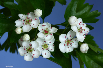 Картинка цветы цветущие+деревья+ +кустарники ветка листья цветок камелия розовая цветение нежность