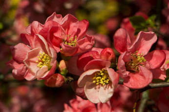 Картинка цветы цветущие+деревья+ +кустарники ветка листья цветки цветущая веточка