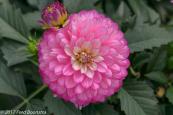 Картинка цветы георгины георгин белый цветение лепестки