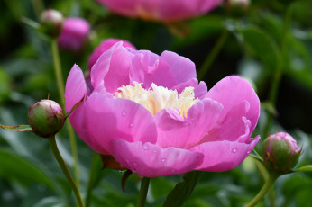 Картинка цветы пионы розовый пион макро