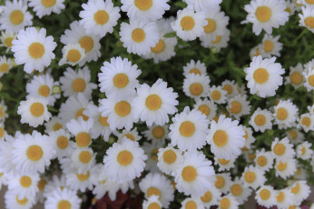 Картинка цветы ромашки