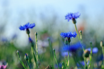Картинка цветы васильки василек цветение синий