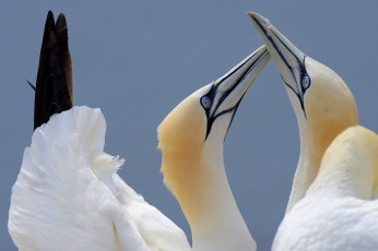 Картинка животные птицы птица перья окрас