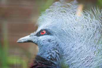 Картинка животные птицы птица перья окрас