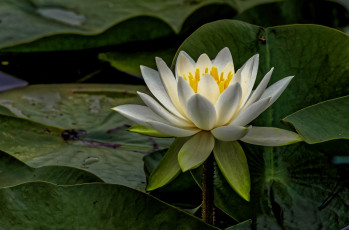 Картинка цветы лилии+водяные +нимфеи +кувшинки листья белый макро водяная лилия