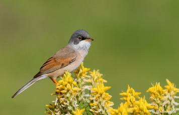 Картинка животные птицы птица