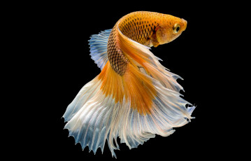 Картинка животные рыбы цвет хвост рыбка