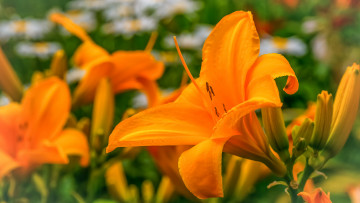 Картинка цветы лилии +лилейники цветение лепестки lily bloom petals