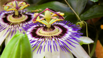 Картинка цветы пассифлора лепестки тычинки усики голубая цветение