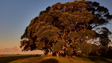 Картинка природа деревья