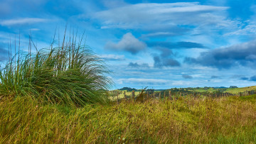 Картинка природа луга трава