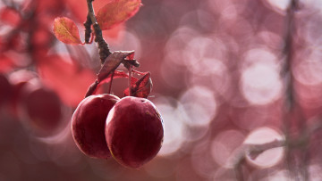 Картинка природа плоды алыча слива