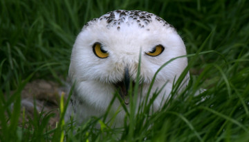 Картинка животные совы перья птица забавная