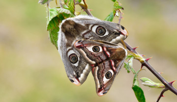 Картинка животные бабочки +мотыльки +моли макро