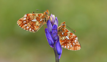 Картинка животные бабочки +мотыльки +моли