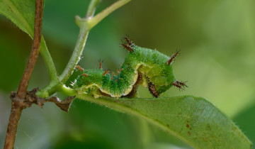 Картинка животные гусеницы гусеница