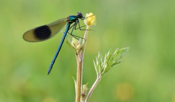 Картинка животные стрекозы стрекоза