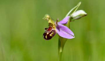 Картинка цветы орхидеи макро