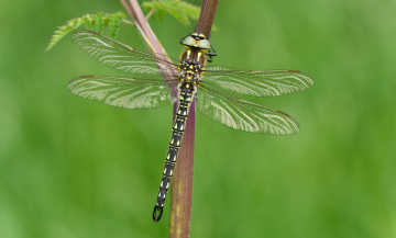 Картинка животные стрекозы стрекоза