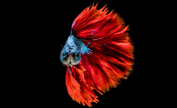 Картинка животные рыбы цвет хвост рыбка