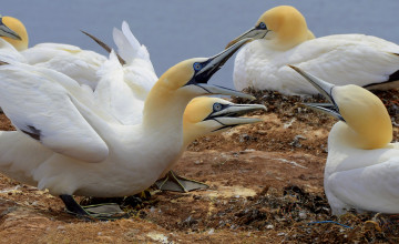 Картинка животные птицы птица окрас перья клюв