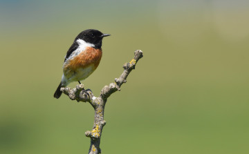 Картинка животные птицы птица