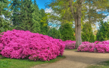 Картинка природа парк