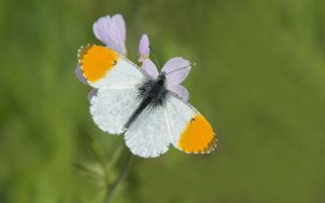 Картинка животные бабочки +мотыльки +моли бабочка