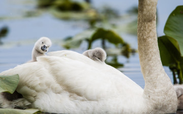 Картинка животные лебеди птицы мира детёныши птенцы природа