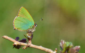 Картинка животные бабочки +мотыльки +моли бабочка