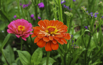 Картинка цветы цинния циннея цветение листья лепестки