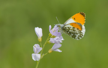 Картинка животные бабочки +мотыльки +моли бабочка