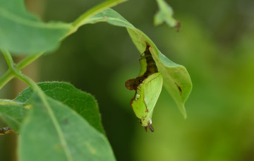 Картинка животные насекомые куколка