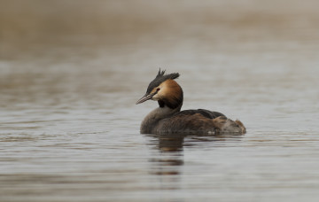 Картинка животные птицы птица