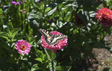 Картинка животные бабочки +мотыльки +моли цинния цветение цветы листья лепестки бабочка