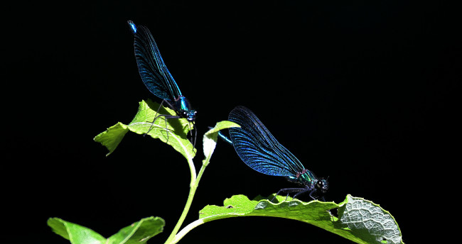 Обои картинки фото животные, стрекозы, стрекоза, глаза, макро, фон