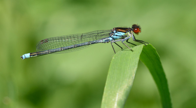Обои картинки фото животные, стрекозы, стрекоза