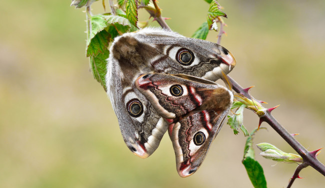 Обои картинки фото животные, бабочки,  мотыльки,  моли, макро