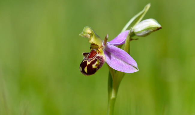 Обои картинки фото цветы, орхидеи, макро