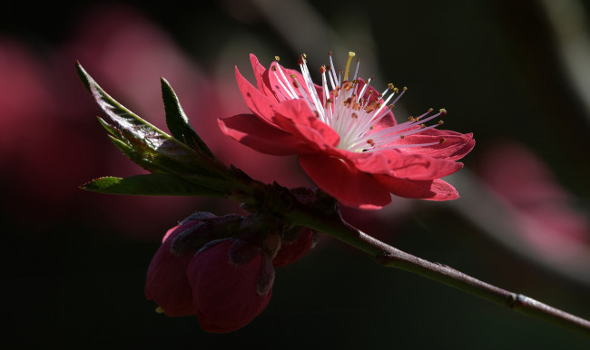 Обои картинки фото цветы, цветущие деревья ,  кустарники, ветка, листья, цветки, цветущая, веточка