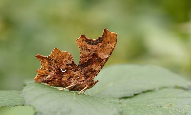 Обои картинки фото животные, бабочки,  мотыльки,  моли, макро, бабочка