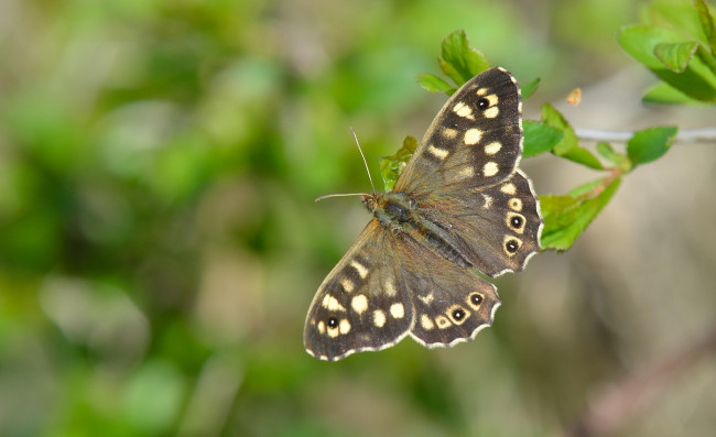 Обои картинки фото животные, бабочки,  мотыльки,  моли, макро, бабочка