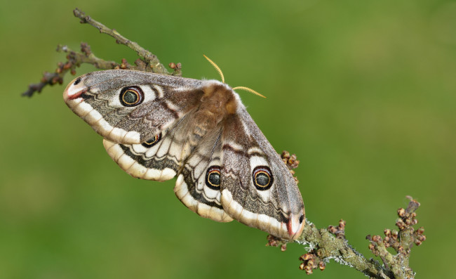 Обои картинки фото животные, бабочки,  мотыльки,  моли, мотыльки