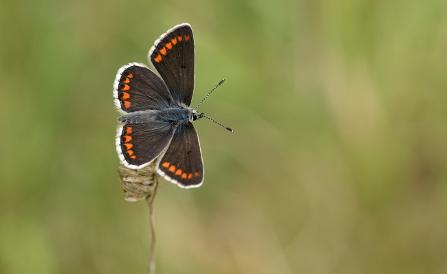 Обои картинки фото животные, бабочки,  мотыльки,  моли, макро, бабочка