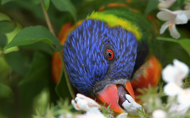 Обои картинки фото животные, птицы, птица, перья, окрас