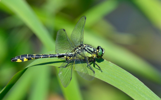 Обои картинки фото животные, стрекозы, стрекоза