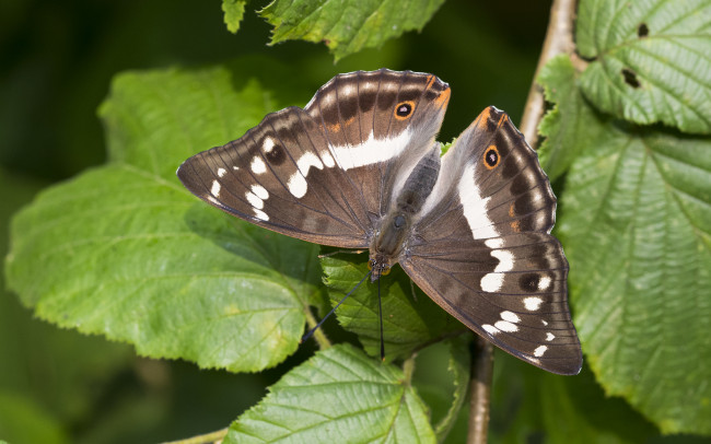 Обои картинки фото животные, бабочки,  мотыльки,  моли, бабочка