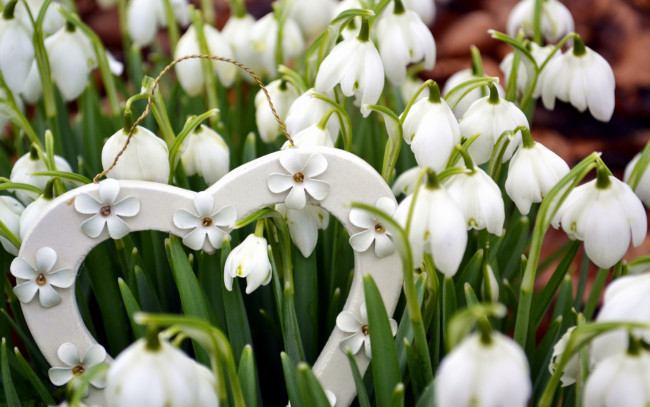 Обои картинки фото цветы, подснежники,  белоцветники,  пролески, сердце, весна, природа