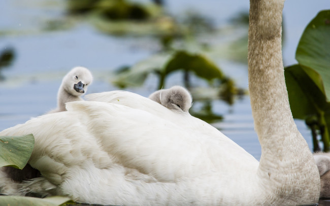 Обои картинки фото животные, лебеди, птицы, мира, детёныши, птенцы, природа